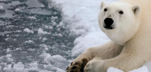 Un oso polar fotografiado en Rusia en 2021.