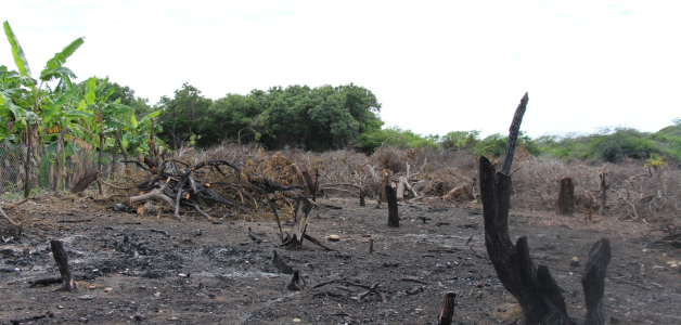 Siguen provocando daños ambientales a la reserva ecológica de Las Dunas de Baní.