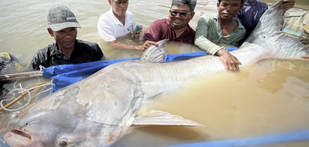 Varias personas sostienen un pez bagre gigante en Mekong.