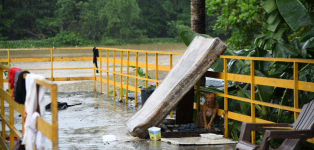 Impacto de la tormenta Melissa en animales del sector Capotillo