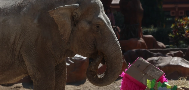 Trompita nació alrededor de 1961 y llegó al recinto en 2008 tras ser rescatada de un circo local.