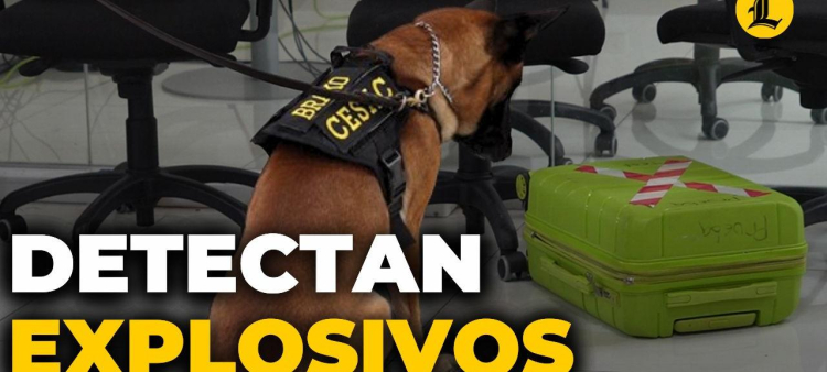 K-9: Los perros que detectan explosivos en los aeropuertos domimicanos