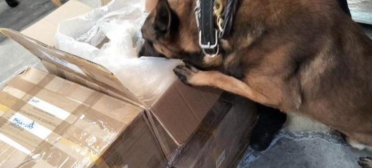 De acuerdo con la dependencia, con este aseguramiento se evitó la producción de aproximadamente un millón de dosis de fentanilo