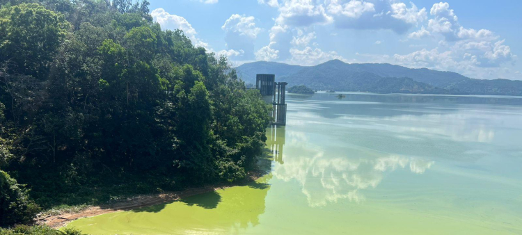 Agua contaminada de la Presa de Hatillo afecta la pesca en Cotuí.