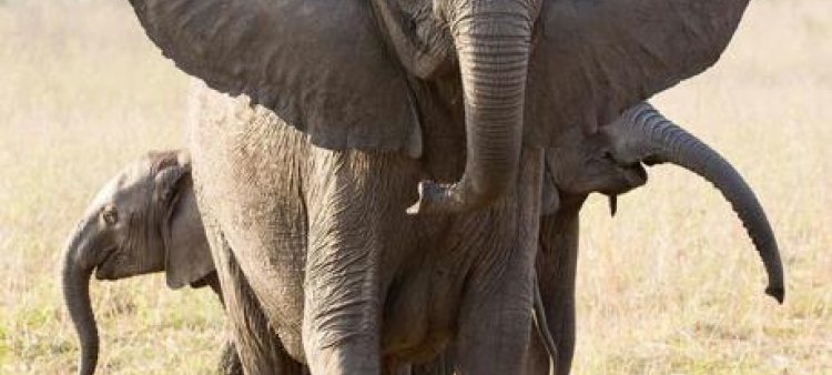 Los elefantes asiáticos prefieren hábitats fuera de áreas protegidas