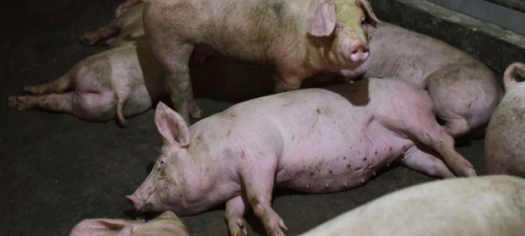 Al cancelar los veterinarios, la peste porcina africana volvió al país en el año 2021.