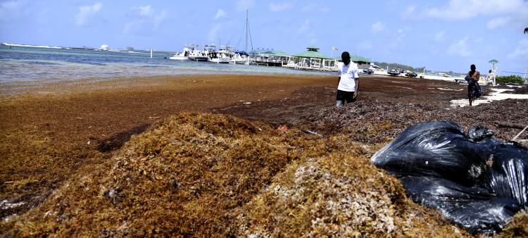 Investigadores del INTEC analizaron las algas en 2021.