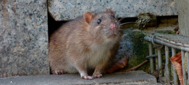 Rata hembra