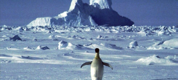 "Una de las cosas más lindas o impactantes de Antártida es que es un lugar donde todavía predomina el silencio", dice Natalia Jaramillo a RFI.