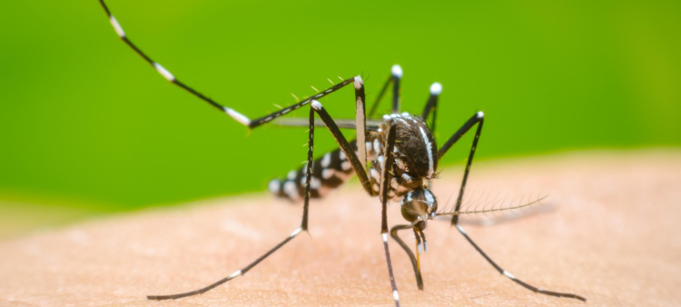 El Aedes aeyipti, mosquito transmisor del dengue, se cría en aguas limpias.