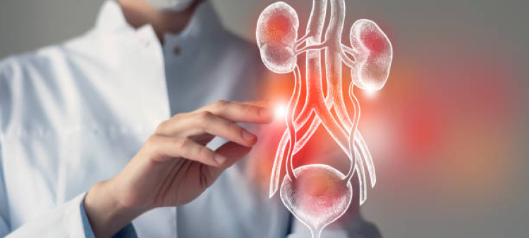 La doctora toca la vejiga y los riñones virtuales en la mano. Foto borrosa, órgano humano dibujado a mano, resaltado en rojo como símbolo de enfermedad.