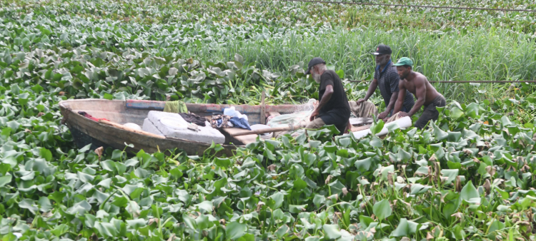 Pescadores intentan movilizar botes en medio de las lilas