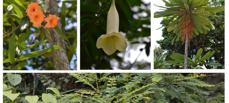 Ejemplares de avellano criollo del género Cordia, campanilla criolla (Cubanola domingensis), lengua de buey (Clavija domingensis) y abbe marrón (Alvaradoa haitiensis) en el Jardín Botánico Nacional.