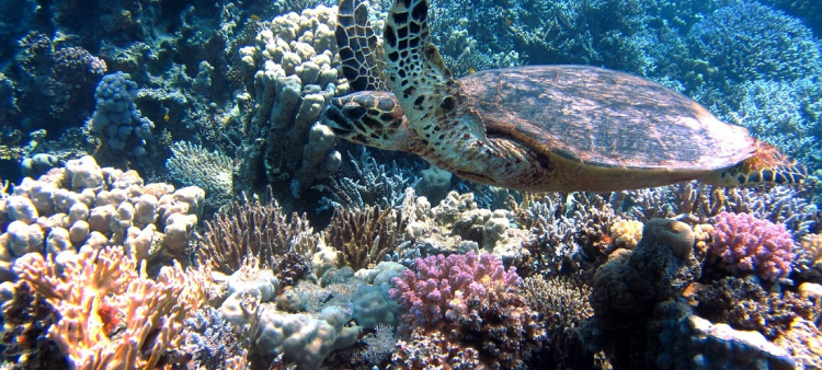 Para el estudio se recolectaron y estudiaron 27 muestras de coral de cuatro especies.