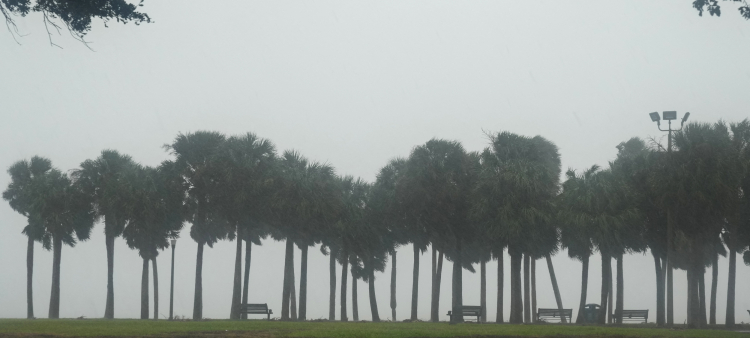 Palmeras en la niebla cayendo sobre Vinoy Park en San Petersburgo, Florida, mientras se espera que el huracán Milton toque tierra a última hora del 9 de octubre de 2024 en Florida. Los residentes de Florida huyeron o simplemente se refugiaron en las últimas horas del miércoles antes de que el enorme huracán Milton azotara el estado, mientras los esfuerzos de ayuda de emergencia del gobierno se arrastraban al centro de las elecciones estadounidenses.