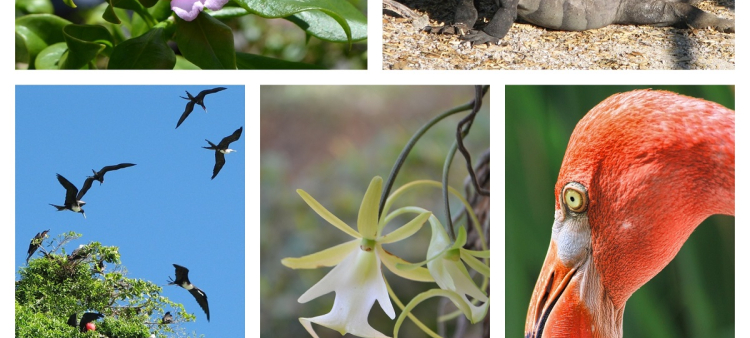 Algunas especies de la rica biodiversidad de República Dominicana. El tema de la COP16 es una invitación a estar en paz con la naturaleza.