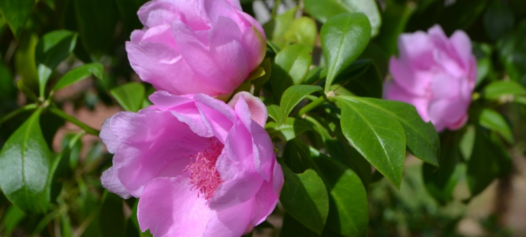 La Rosa de Bayahíbe fue designada como flor nacional en el año 2011.