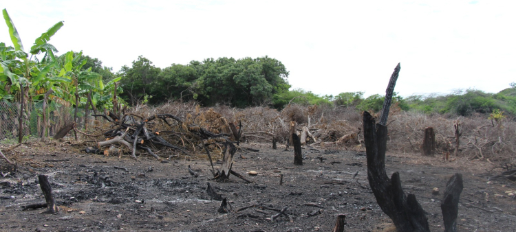 Siguen provocando daños ambientales a la reserva ecológica de Las Dunas de Baní.