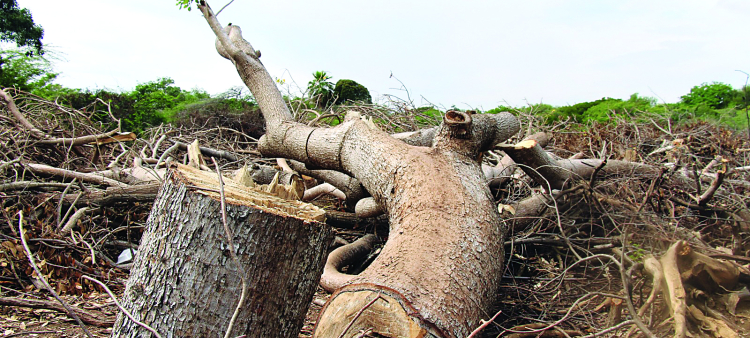 Las especies afectadas en Las Dunas son Cabrita, Guayacán, Saona y Almácigo.