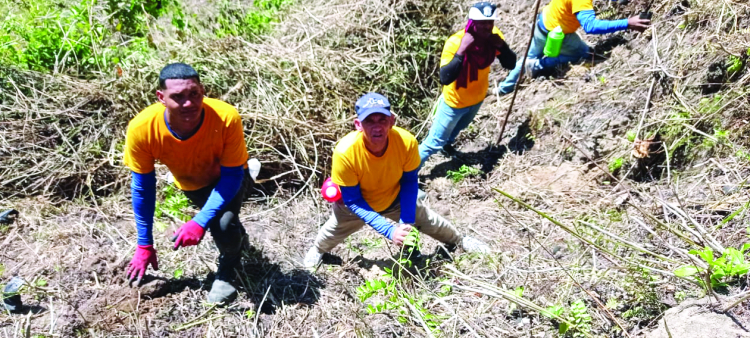 Los privados de libertad en plena faena de siembra de plantas en la cuenca alta del río Nizao.