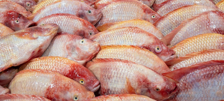 Tilapias.