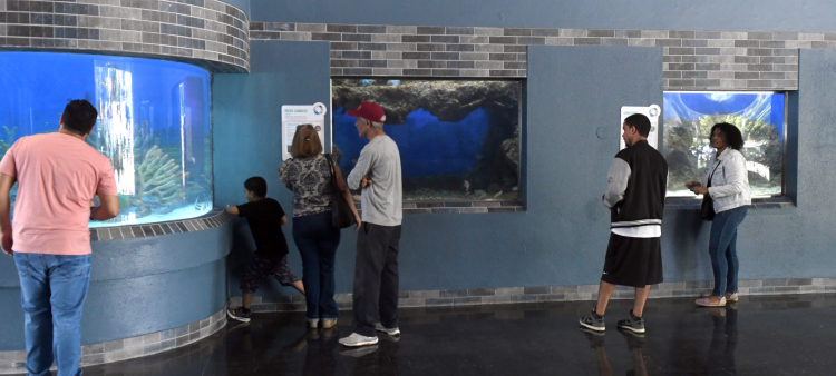 El Acuario Nacional recibe los primeros visitantes luego de su remozamiento.