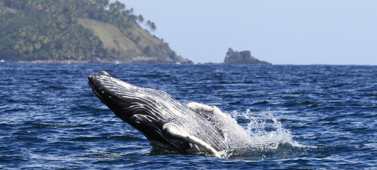 Las ballenas jorobadas (Megaptera novaeangliae) llegan a finales de diciembre y permanecen hasta mediados de abril.