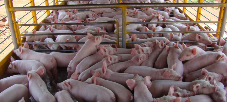 Porcicultores del Cibao denuncian problemas con permisos para trasladar cerdos a los mercados.