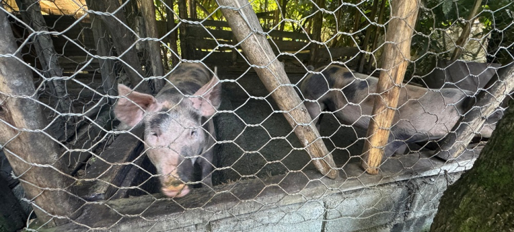 En la ribera de este río se han construido casuchas, pocilgas y conucos.