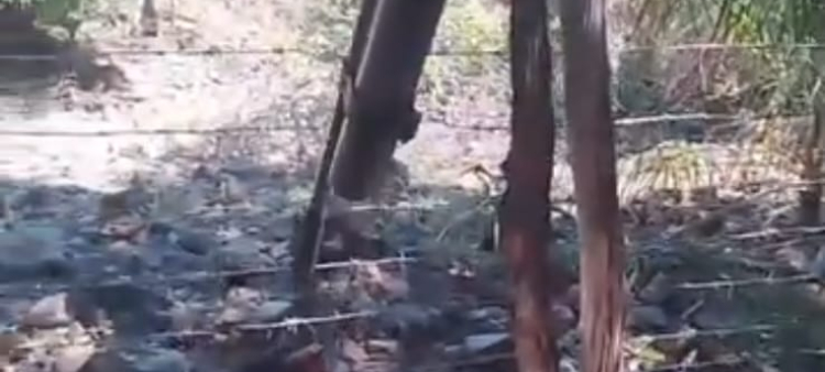 La imagen muestra a uno de los implicados apuntándole con una arma de fuego al animal.