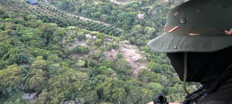Un militar observa la plantación de marihuana, durante el operativo en Peravia