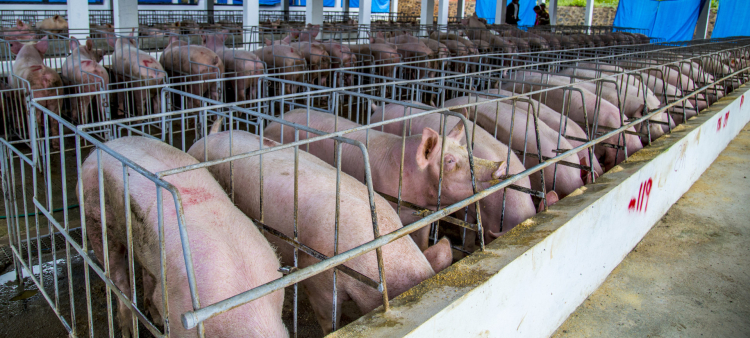 La fiebre porcina ha debilitado la producción de cerdos y compromete la soberanía alimentaria, afirman porcicultores en la región del Cibao.