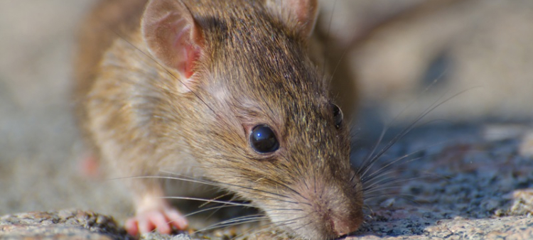 Los hantavirus son una familia de virus que afecta fundamentalmente a los roedores.