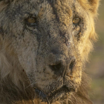 Matan a 10 leones en Kenia, incluido Loonkiito, uno de los más antiguos del país