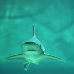 Surfista desaparecido tras ataque de tiburón en Australia probablemente murió