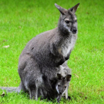 Los marsupiales pueden ser los mamíferos más evolucionados