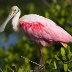 Regresan los pelícanos rosados a las lagunas de Río de Janeiro y surge la esperanza