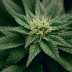 Un fármaco se muestra prometedor para tratar la adicción al cannabis, según un estudio