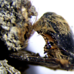 Cientos de abejas momificadas hace 3,000 años halladas en Portugal