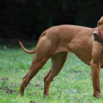 Dos perros pitbull matan a una doctora en Nicaragua, la tercera víctima de canes en un mes