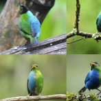 Descubren en Colombia un pájaro mitad hembra y mitad macho