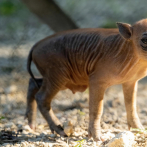 El Zoológico de Miami celebra el nacimiento de una babirusa, un cerdo en peligro de extinción