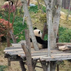 Adorables y peludos: Los osos pandas son sólo chinos
