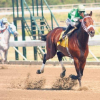 Fallece el histórico caballo Sicótico