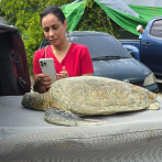 Muere tortuga verde juvenil rescatada en playa Diamante, Cabrera