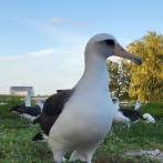 El ave más vieja del mundo pone un huevo a sus 74 años