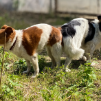 ¿Por qué los perros se quedan “pegados” cuando se aparean? Esto es todo lo que debes saber