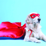 Hoy arranca el Animal Fest RD 2025, con tres días dedicados a la protección y el bienestar animal