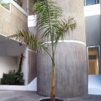 Cultura revoca premio de escultura a palma plantada en un tarro otorgado en la XXXI Bienal de Artes Visuales 2025