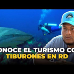 El buceo de dientes (con tiburones), una experiencia turística en auge en RD